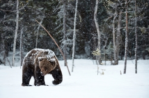Finland - brown bear