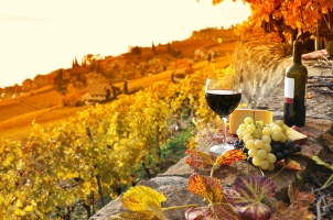 France - terrace vineyard