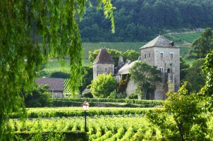 France - View of Vineyards in Gevrey Chambertin