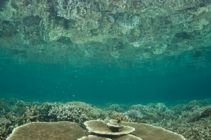 Indonesia - coral reef grows near the island of Misool in Raja Ampat, Indonesia