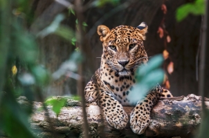 Sri Lanka - Leopard