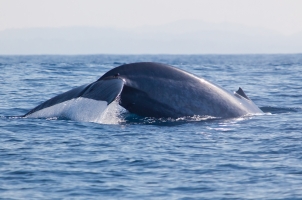 Sri Lanka - Whale watching