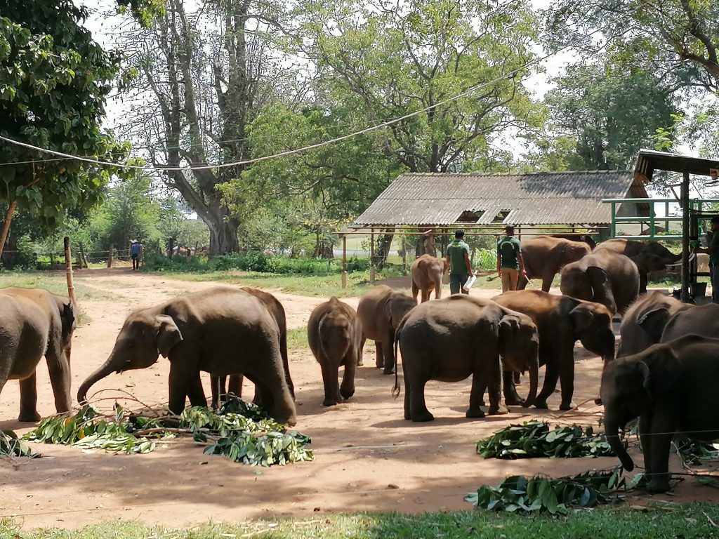 Sri Lanka - Elephant Transit Home